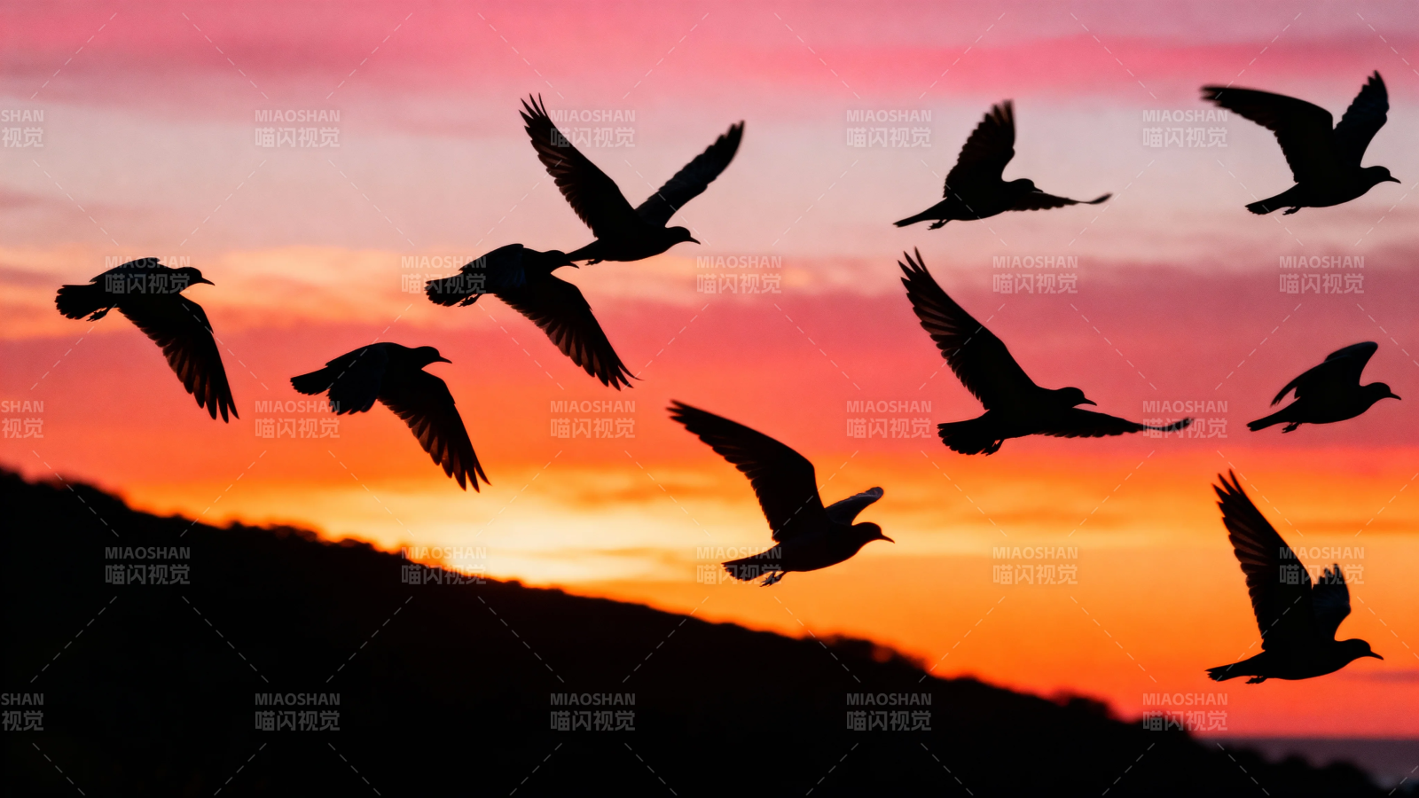 夕阳飞鸟剪影美图片