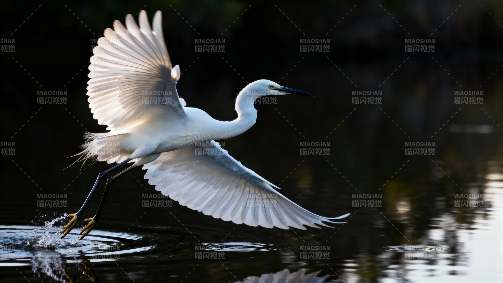 白鹭展翅掠水飞图片