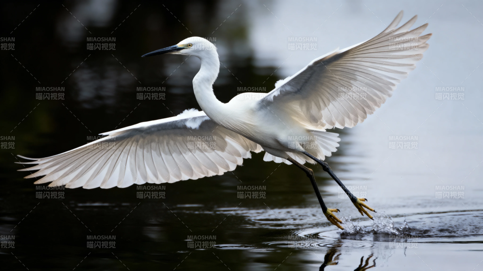 白鹭展翅掠水飞图片