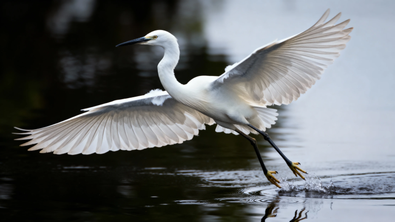 白鹭展翅掠水飞图片