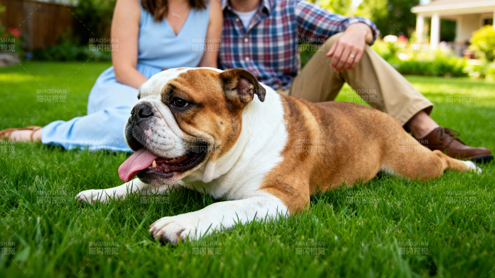 草坪上的斗牛犬与主人图片