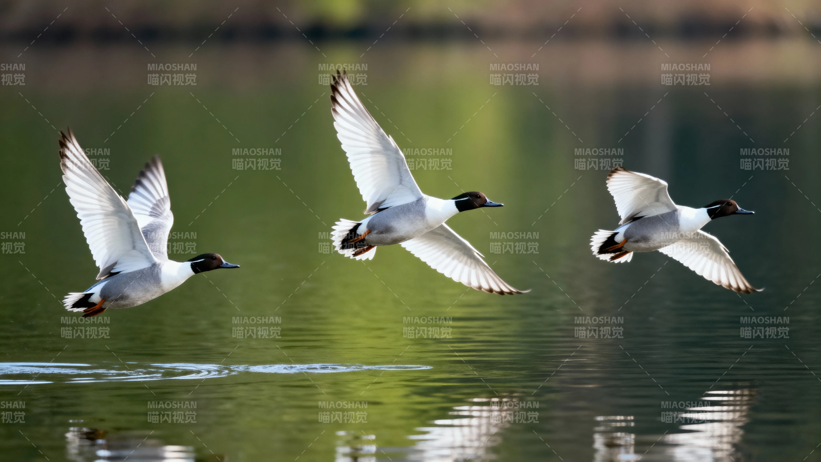 三鸭掠水飞图片