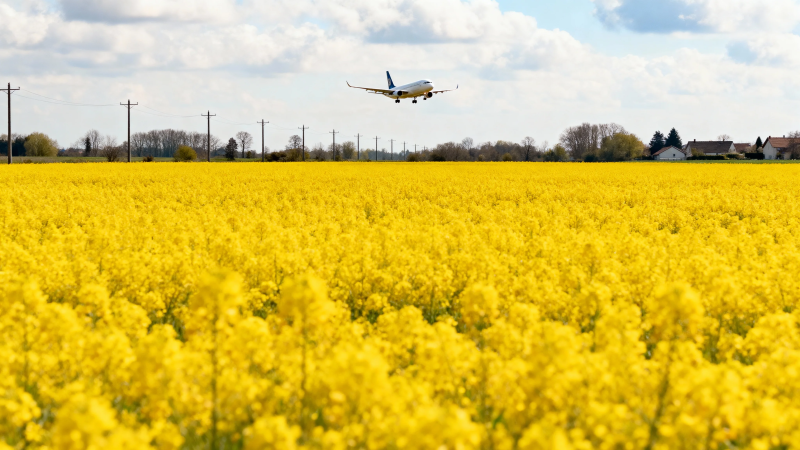 飞机掠过金黄花海图片