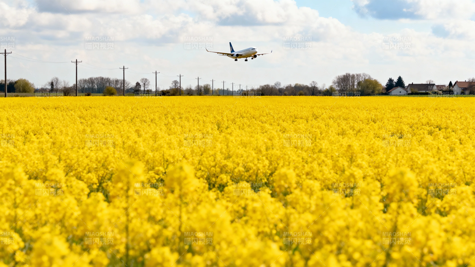 飞机掠过金黄花海图片