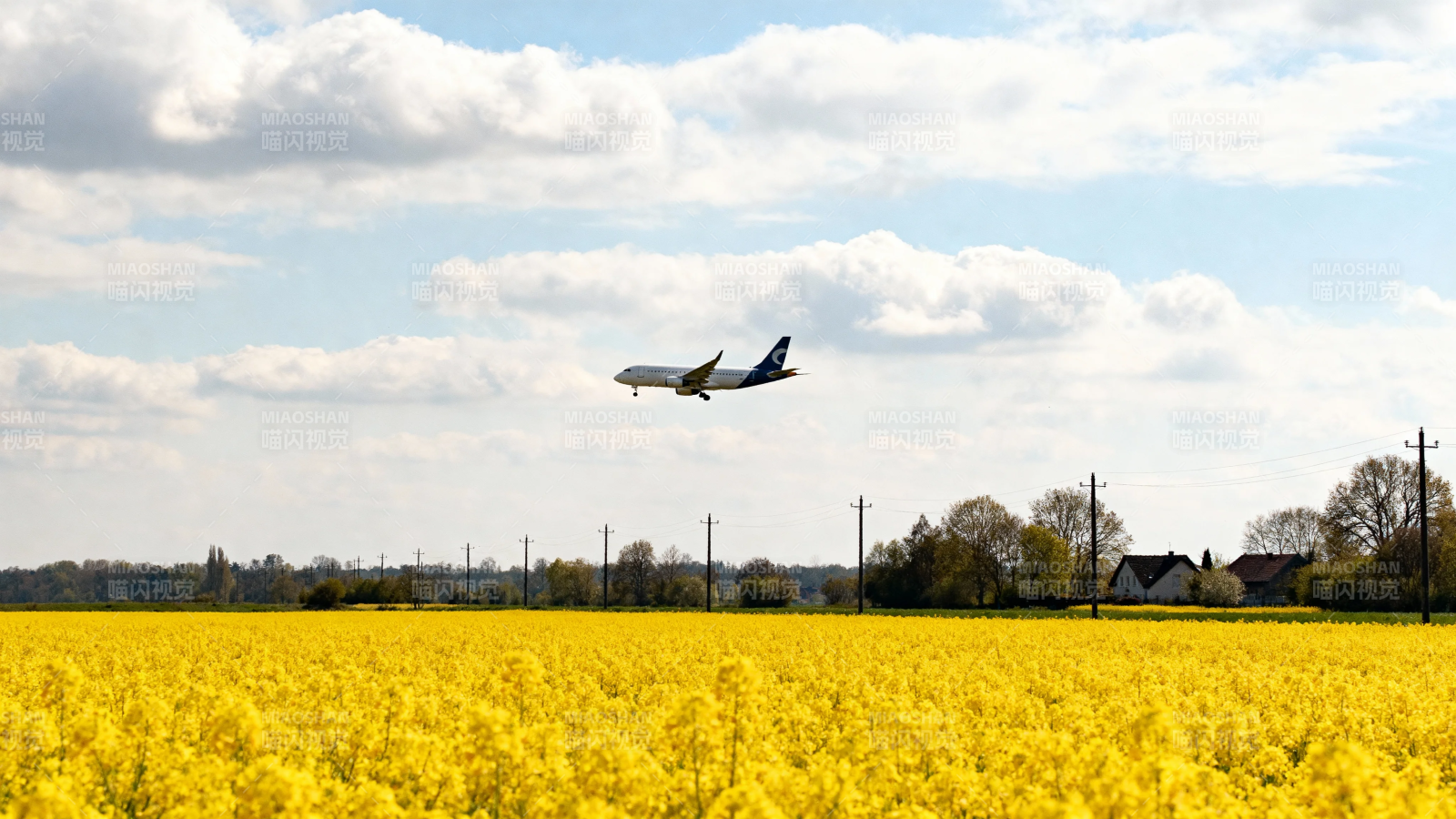 飞机掠过金黄油菜花田图片