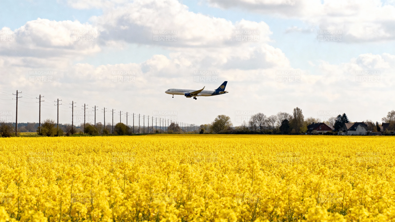 飞机掠过金黄油菜花田图片