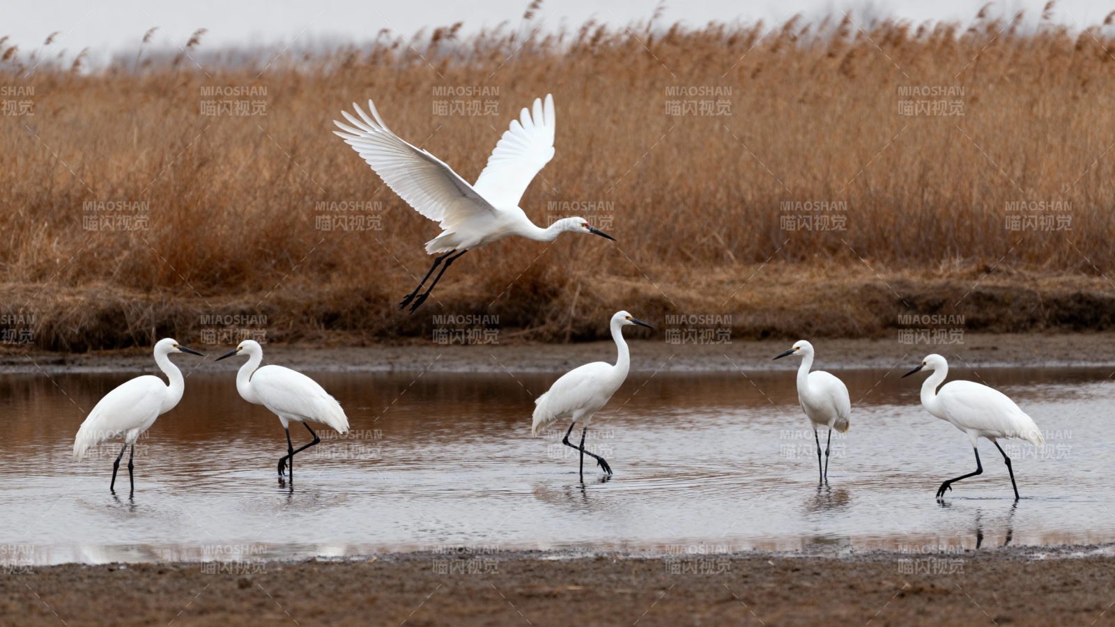 白鹭群飞湿地间图片