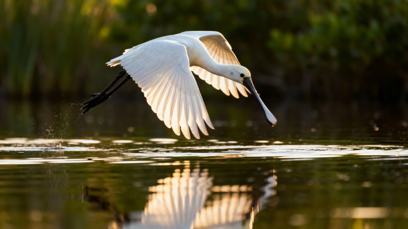 白琵鹭掠水飞 翼展映金波图片