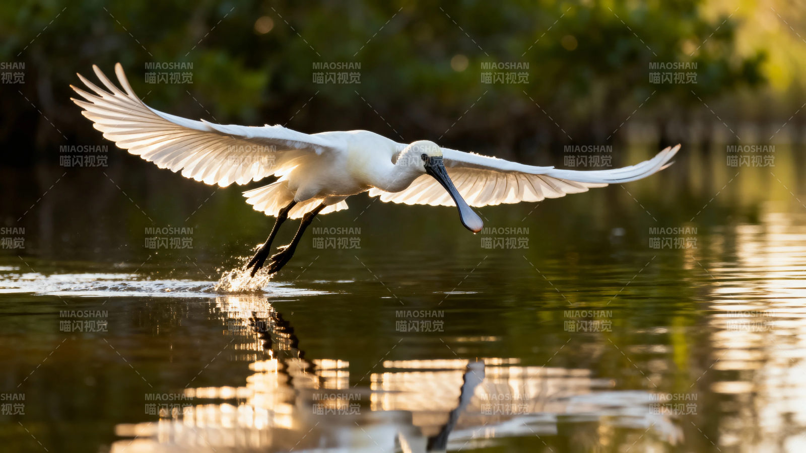 白琵鹭展翅掠水飞图片