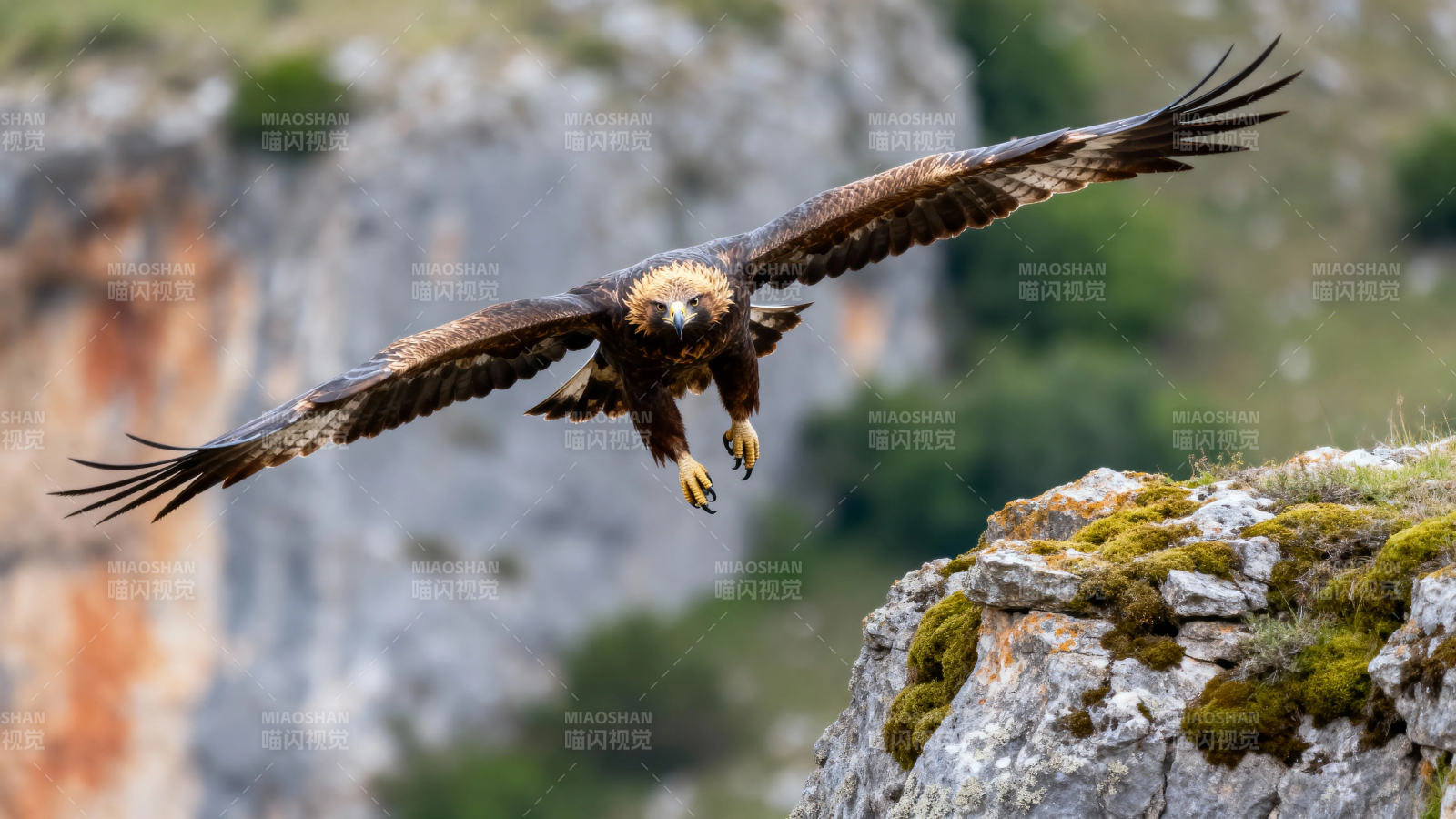 金雕展翅掠崖壁图片
