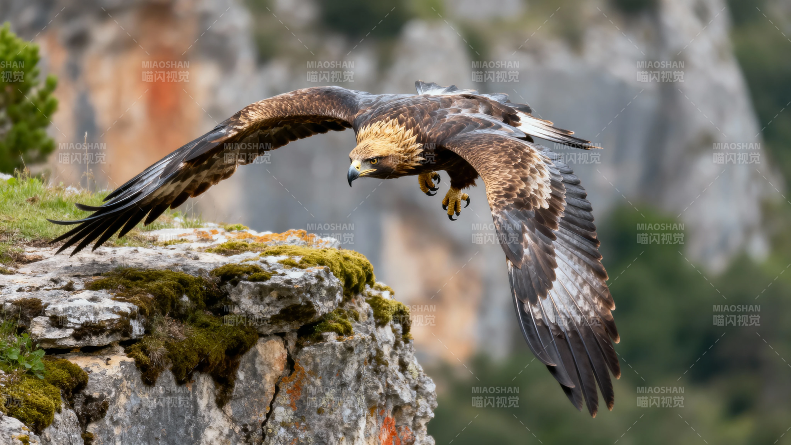 金雕展翅掠岩壁图片