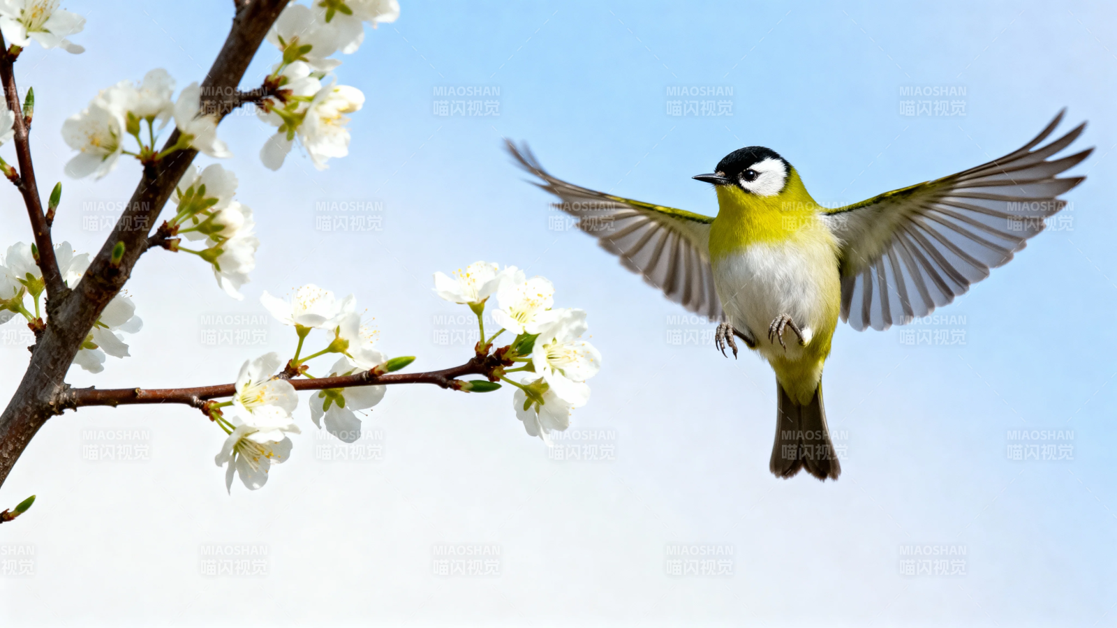 花枝旁飞鸟展翅迎春风图片