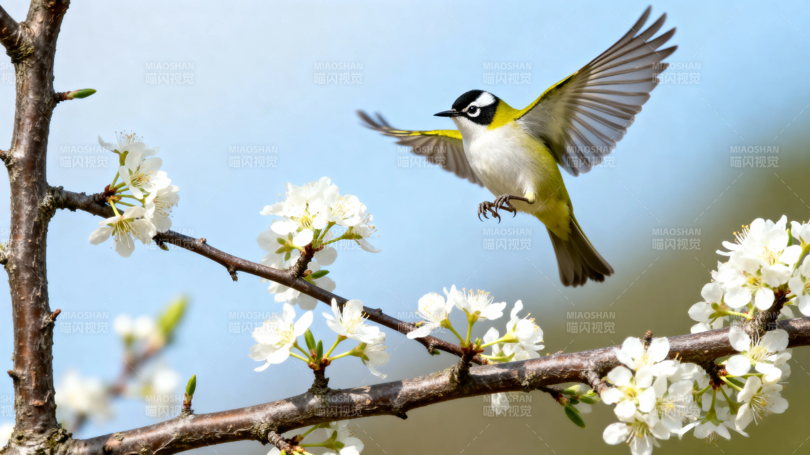 花鸟共舞春意浓图片