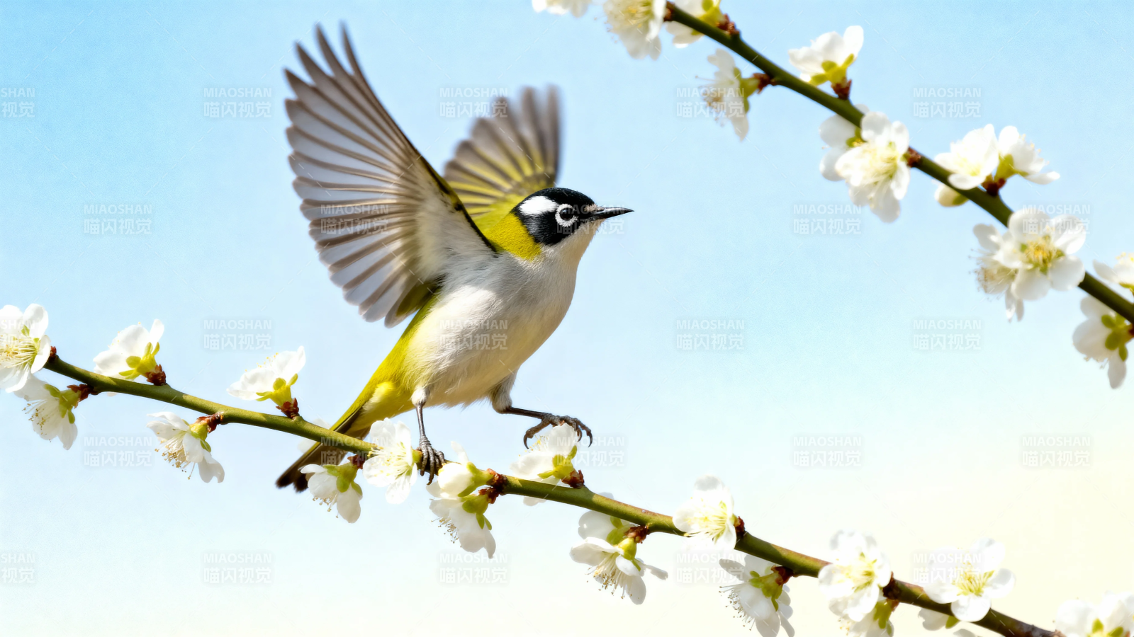 花枝上的小鸟展翅欲飞图片