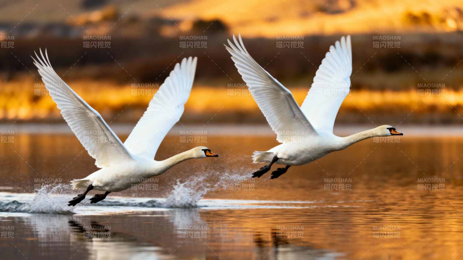 双天鹅展翅掠水飞图片