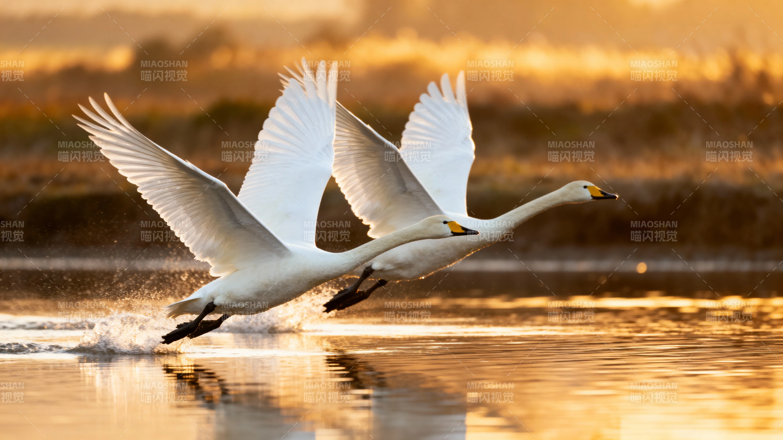 夕阳下双天鹅展翅掠水飞图片