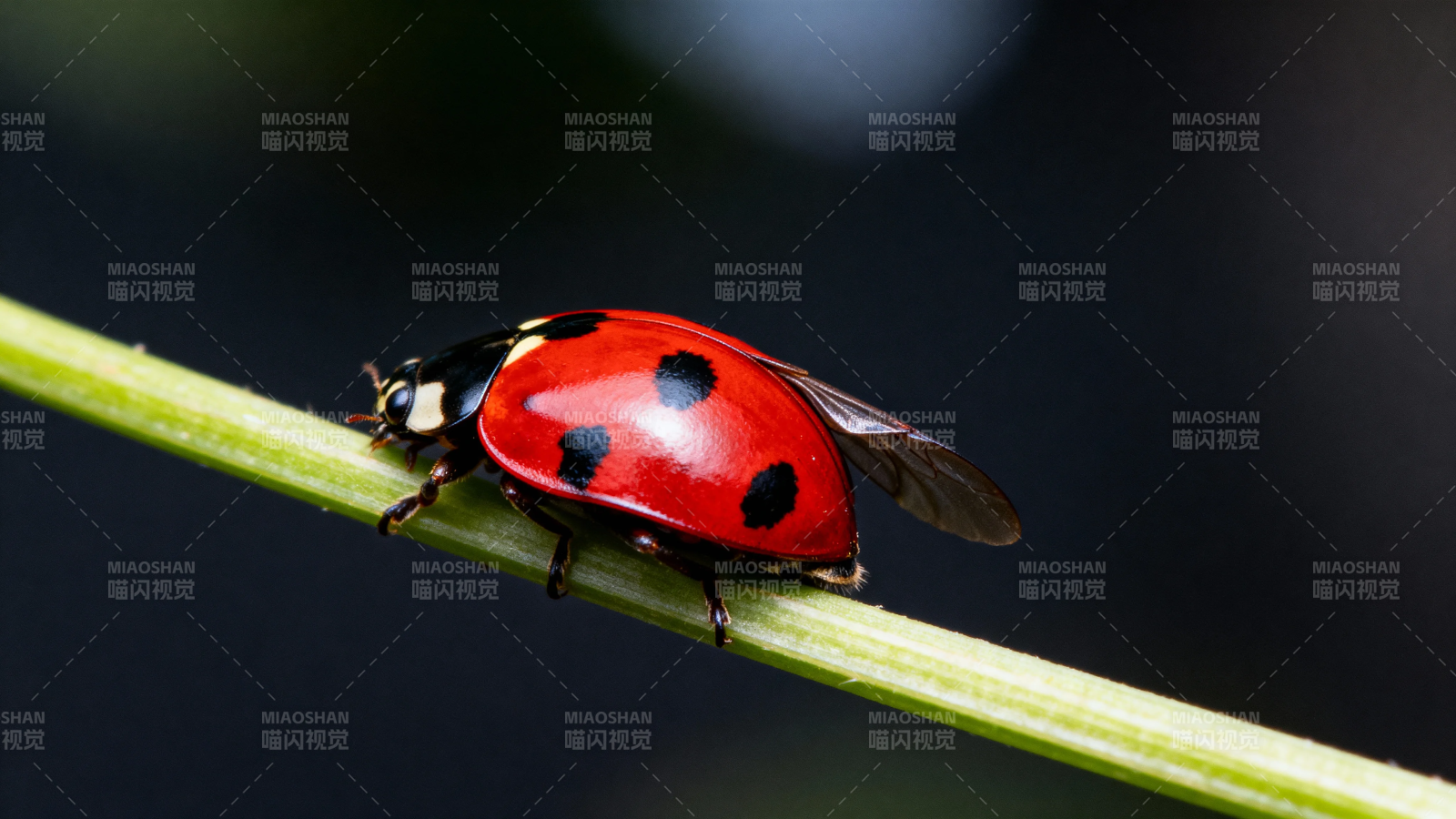 红甲虫栖绿茎上图片