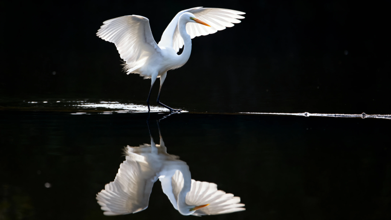白鹭展翅 水面倒影如镜图片