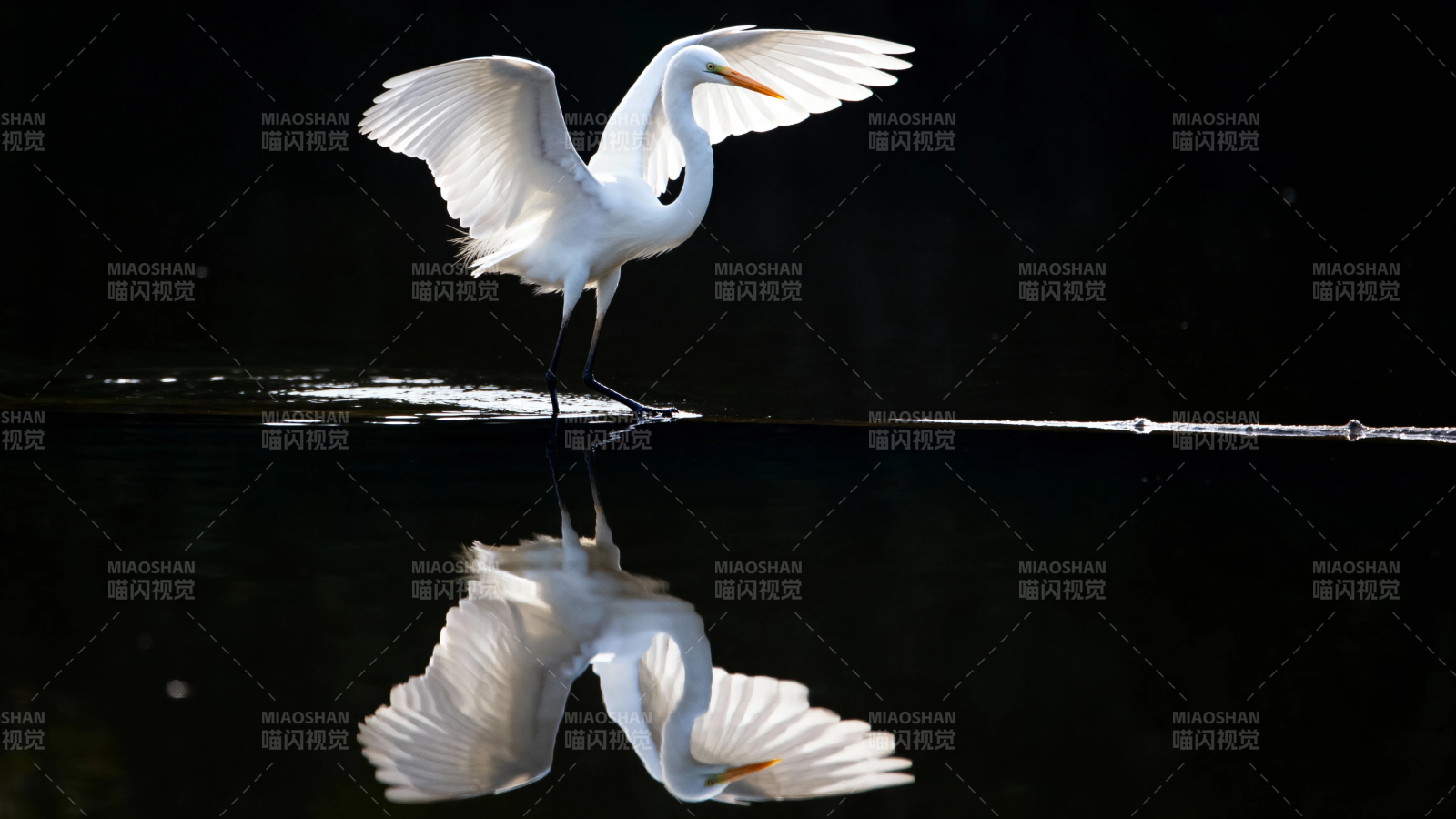 白鹭展翅 水面倒影如镜图片