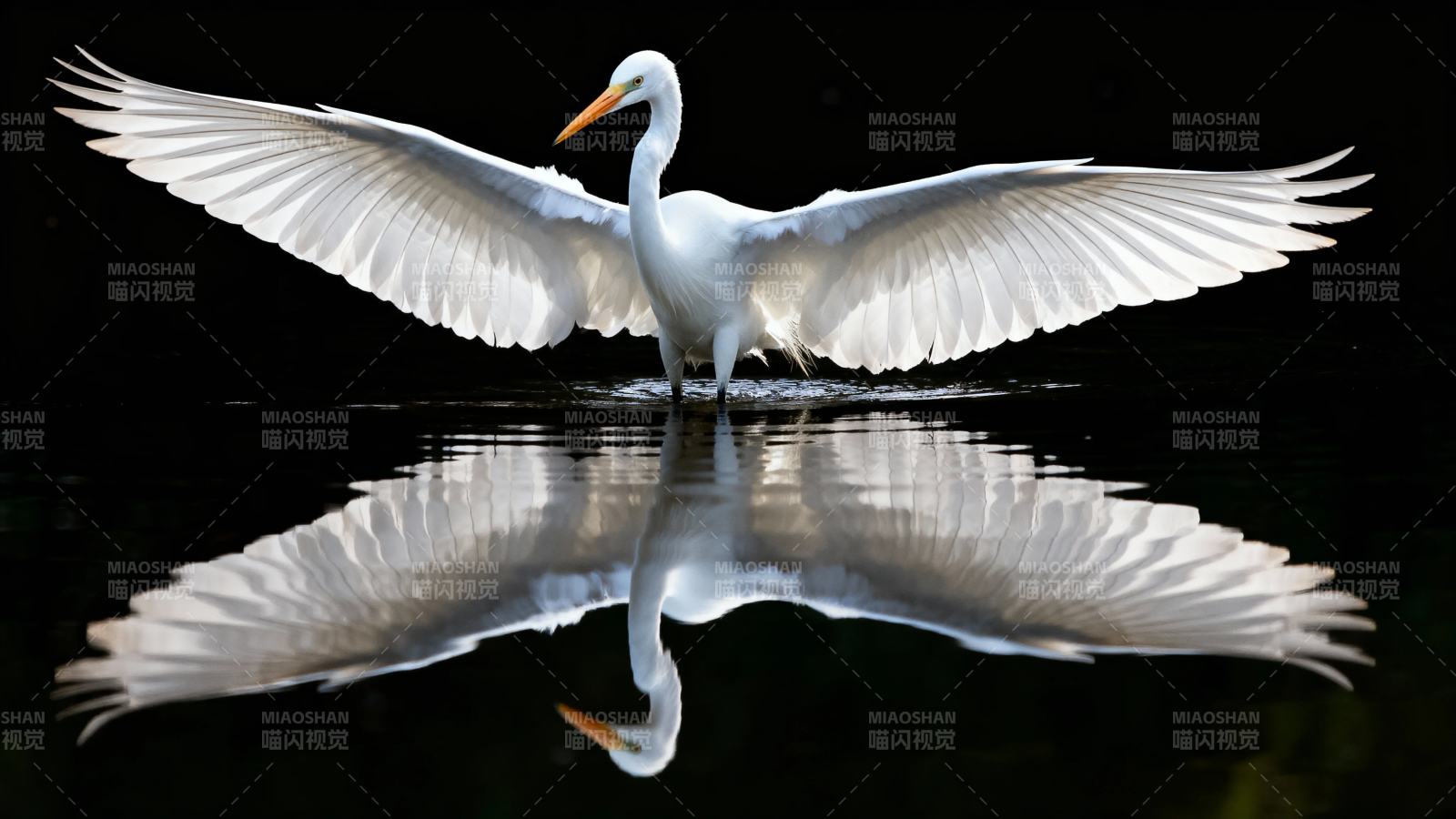 白鹭展翅 水镜双影图片