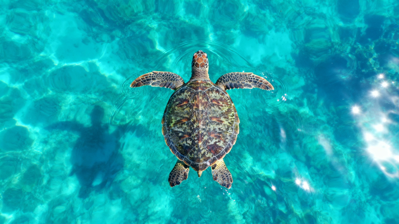 海龟悠游碧蓝海底图片