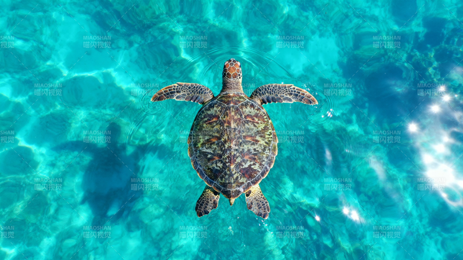 海龟悠游碧蓝海底图片