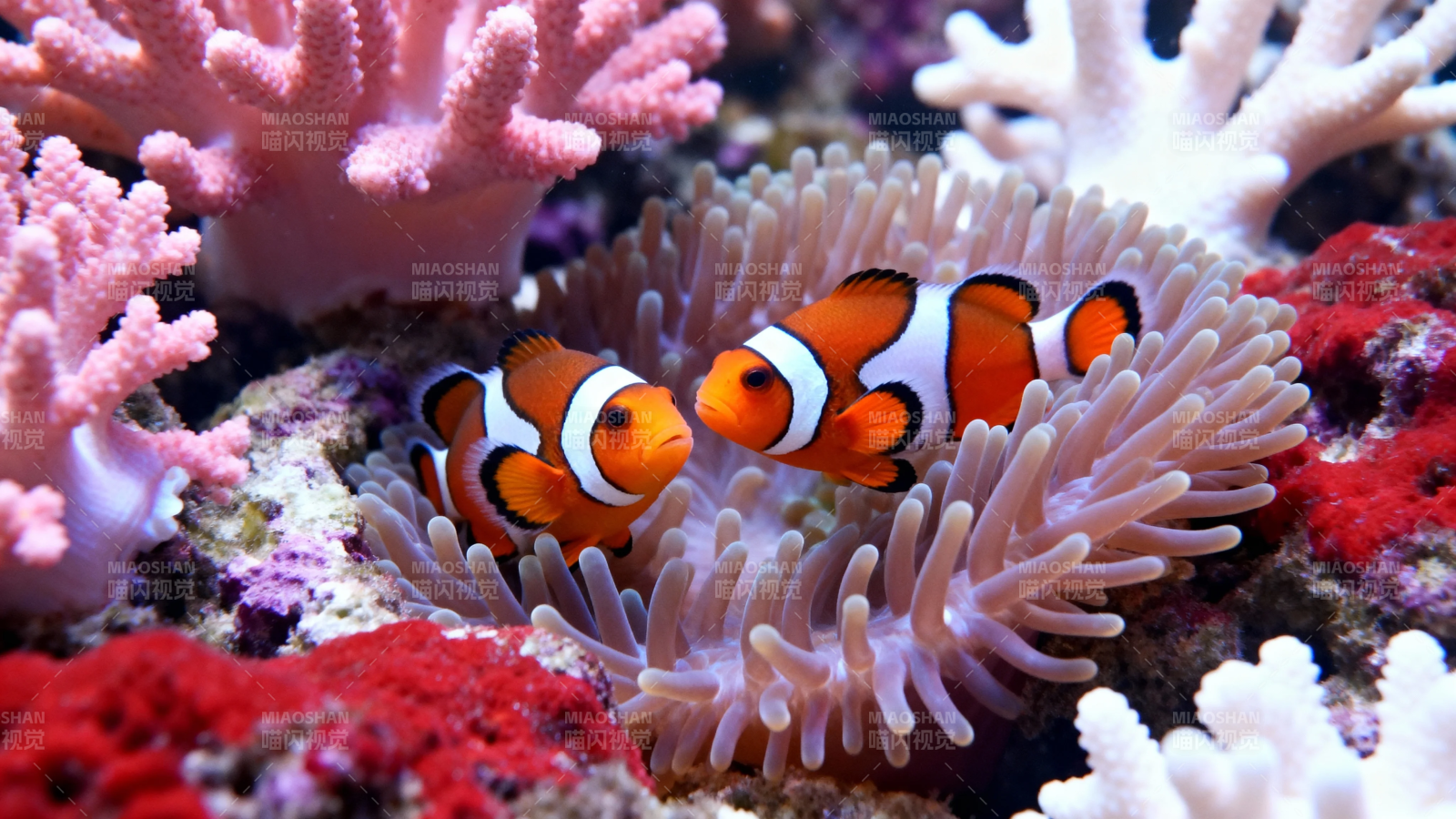 小丑鱼与海葵共舞珊瑚间图片