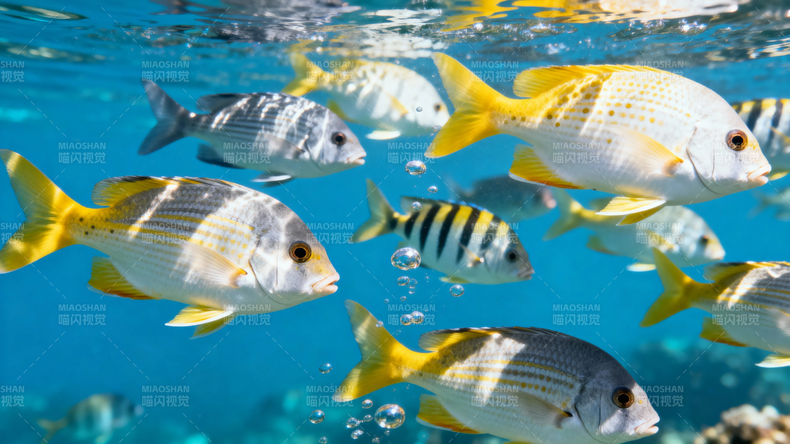 海底鱼群游弋 色彩斑斓图片