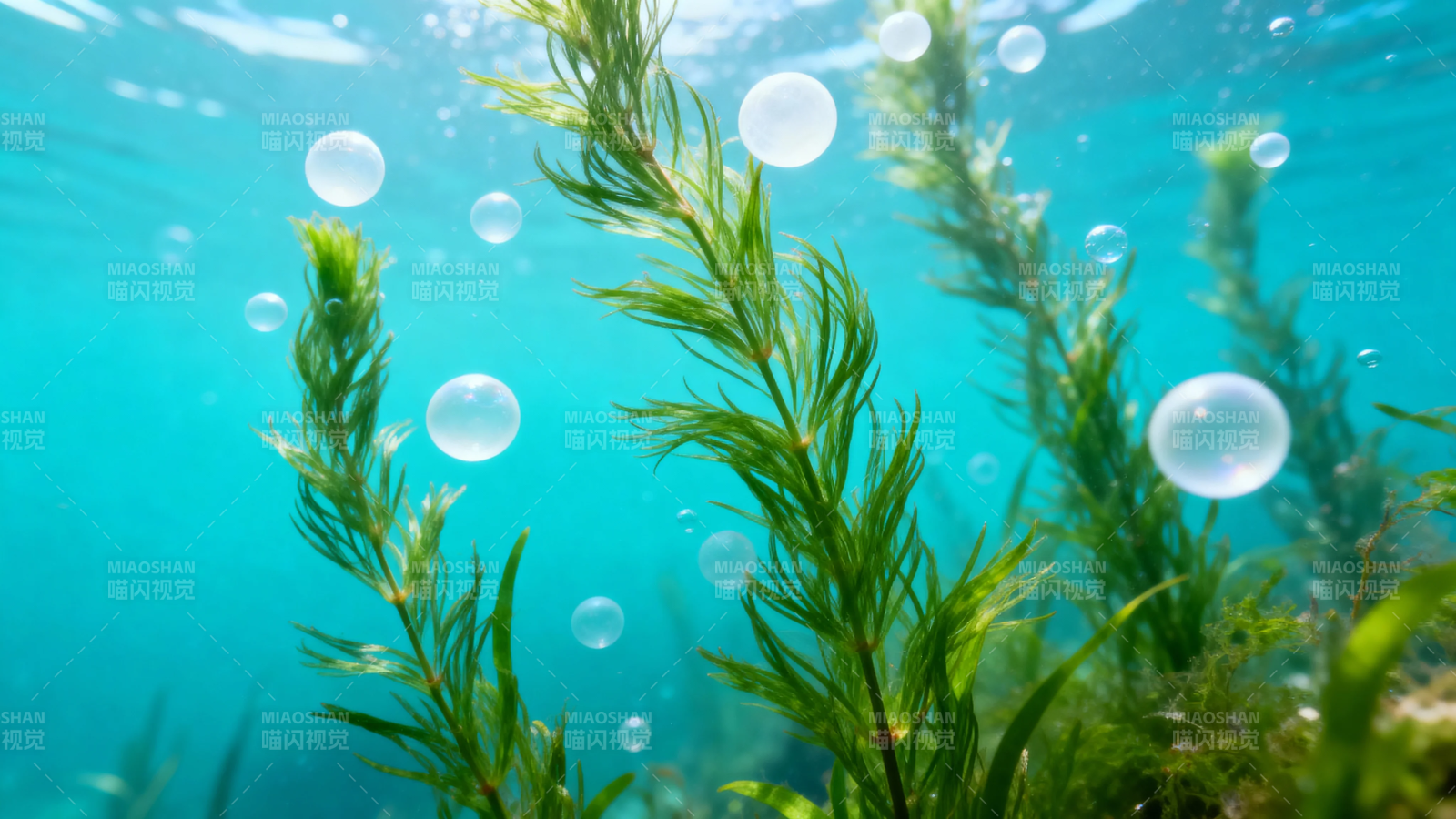水下绿植与气泡共舞图片