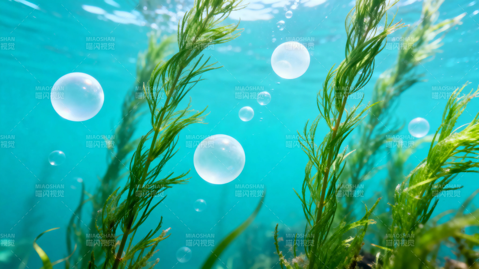 水下绿藻与气泡共舞图片