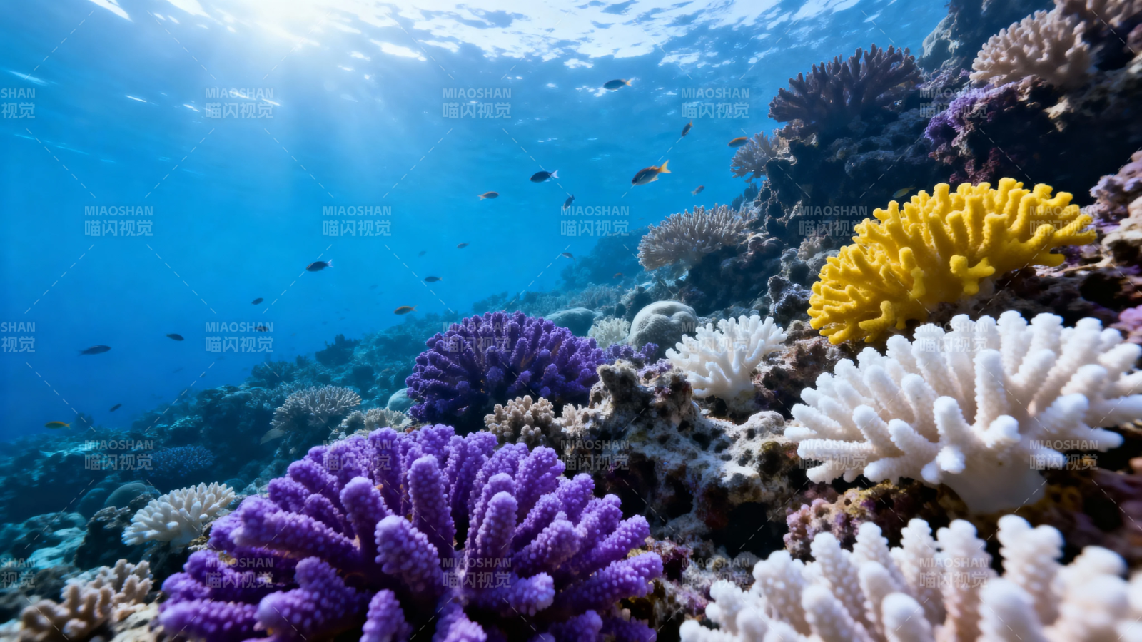 海底珊瑚花园 色彩斑斓生机盎然图片