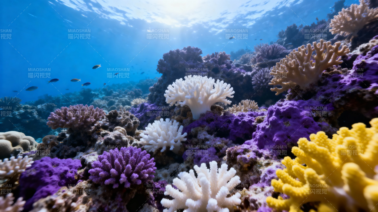 五彩珊瑚海底世界图片