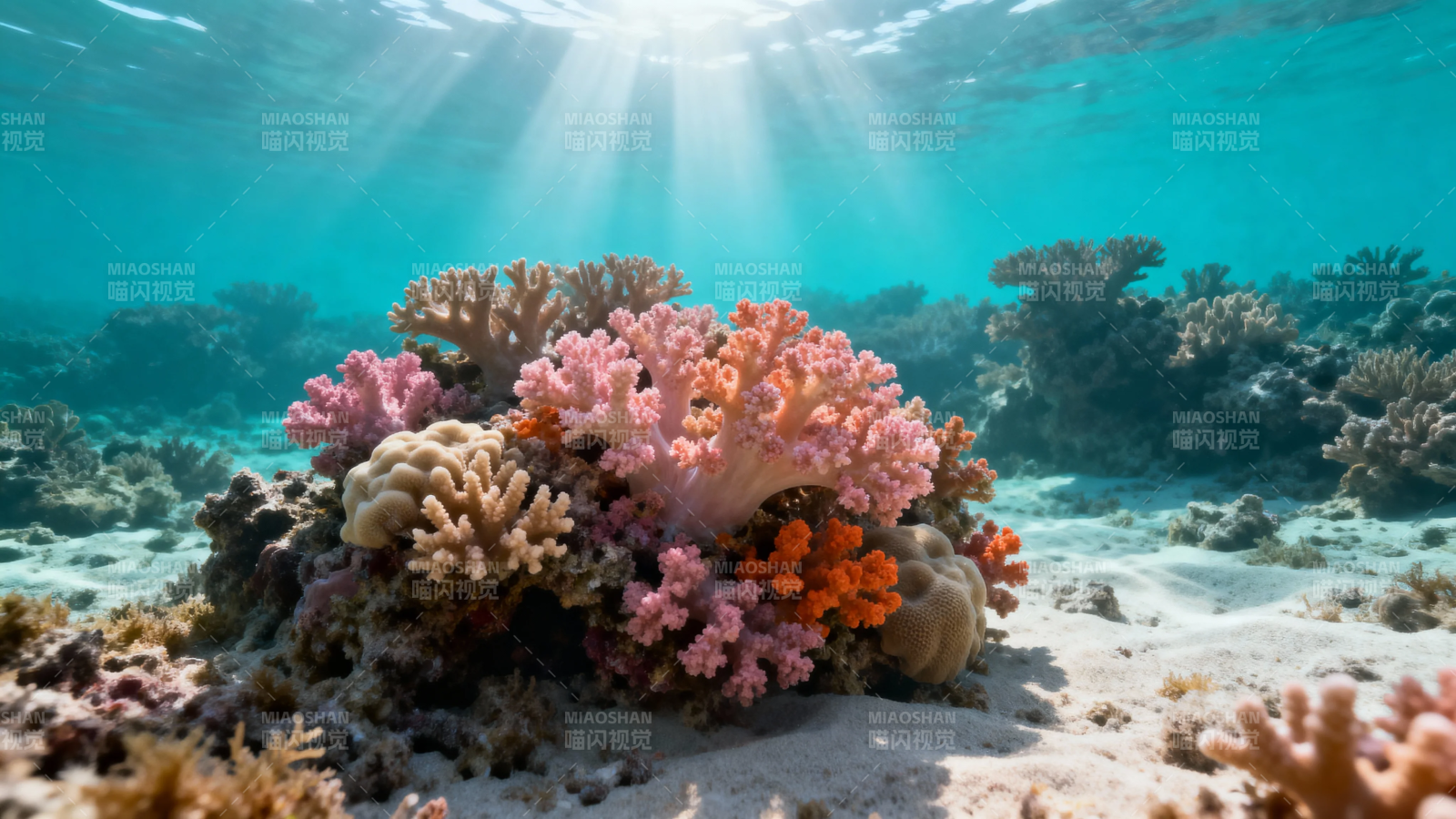 海底珊瑚花园 阳光穿透碧蓝海水图片