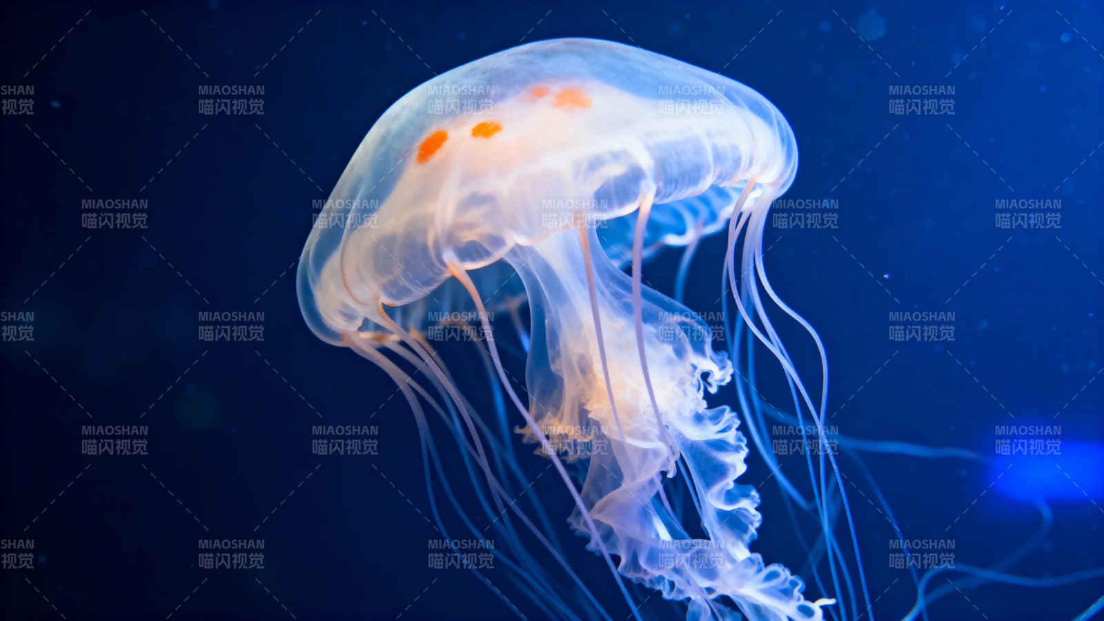 深海水母 幽蓝梦境舞者图片