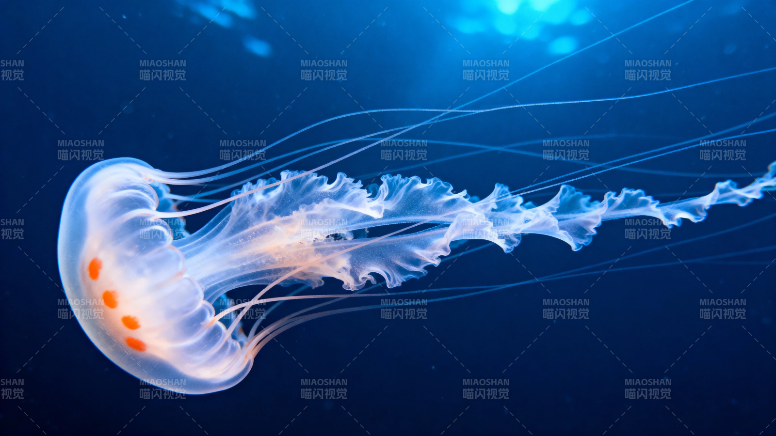 深海发光水母优雅游动图片