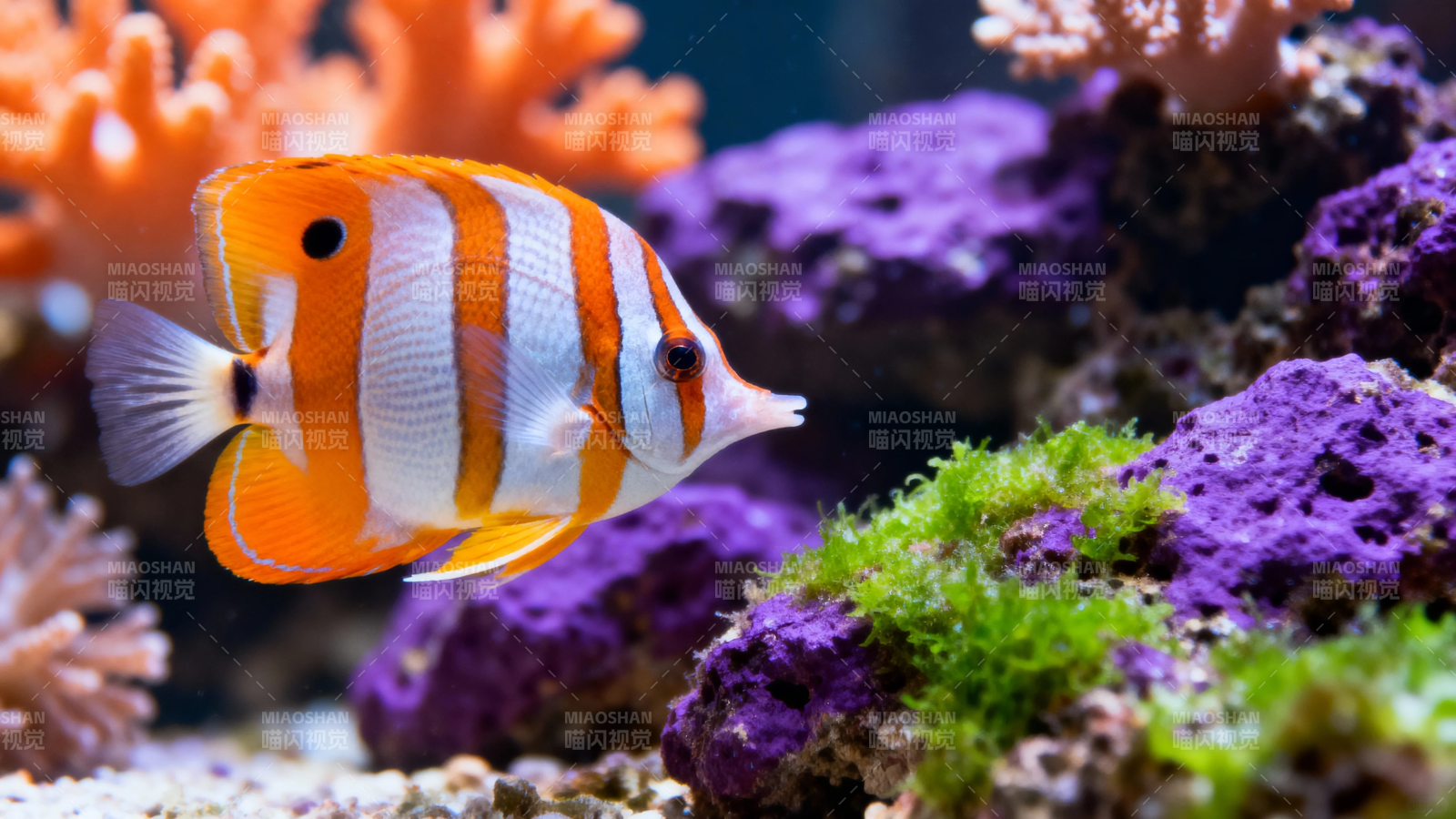 橙白蝶鱼游紫珊瑚间图片