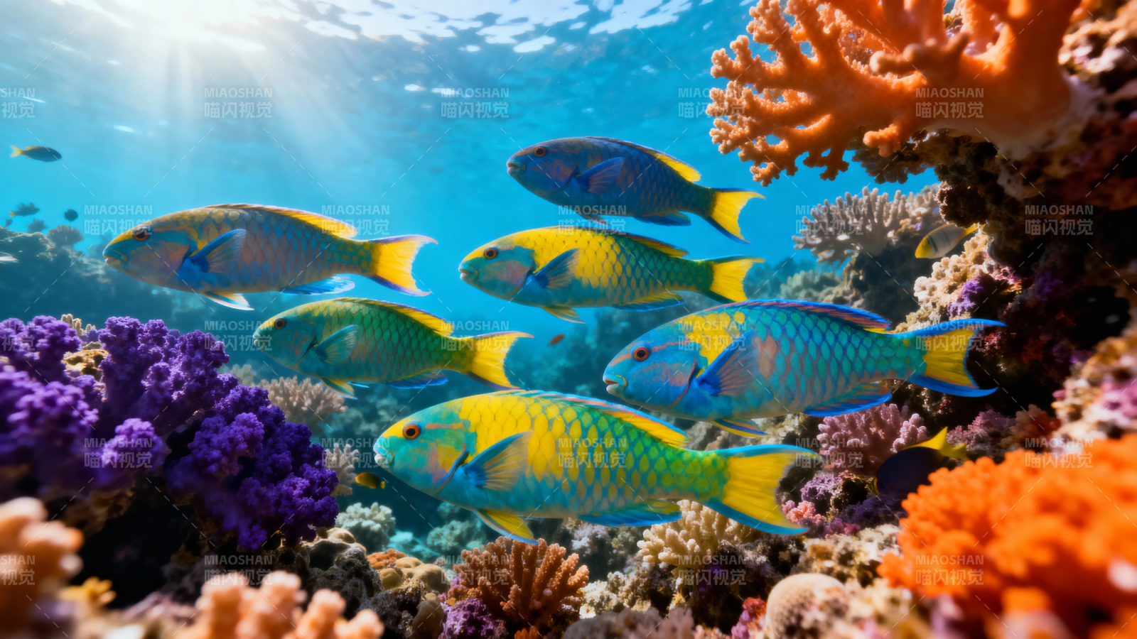 珊瑚礁鱼群共舞海底世界图片
