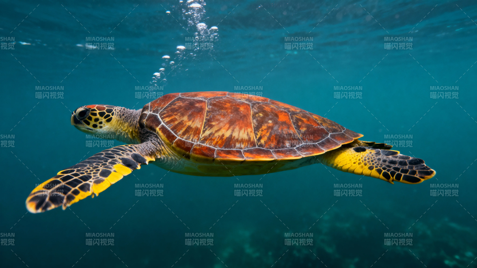 海龟悠游碧蓝海底世界图片