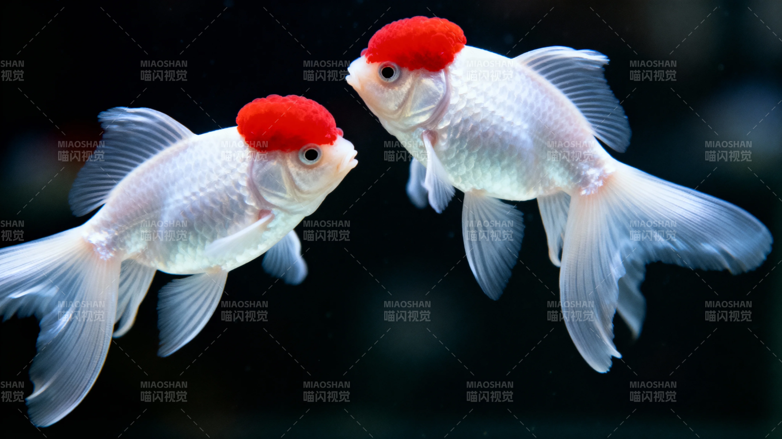 红顶白鱼双游水中图片