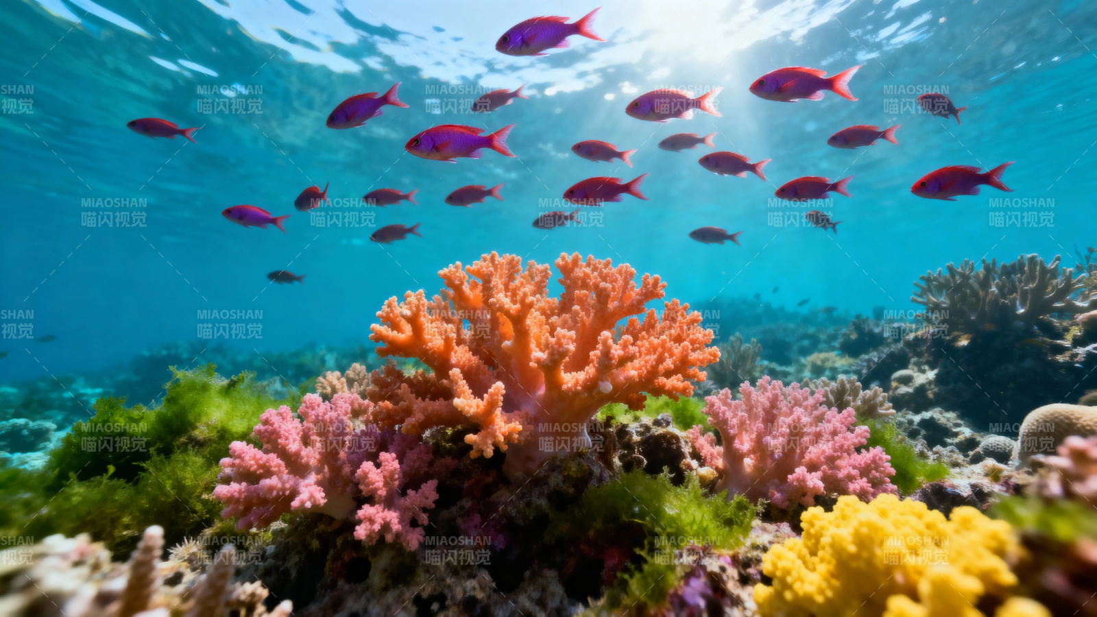 海底珊瑚鱼群绚烂世界图片