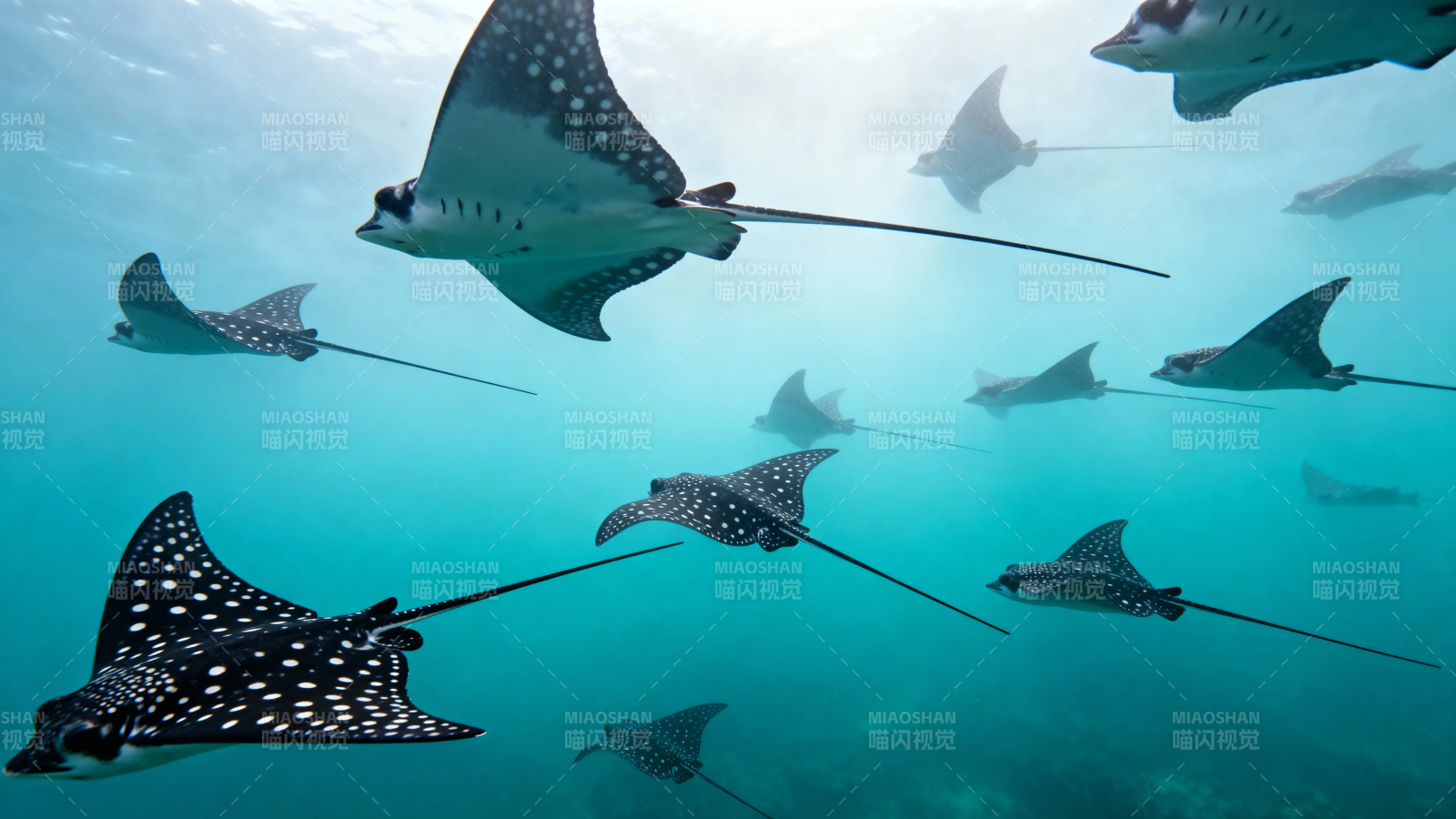 蝠鲼群游海底世界图片