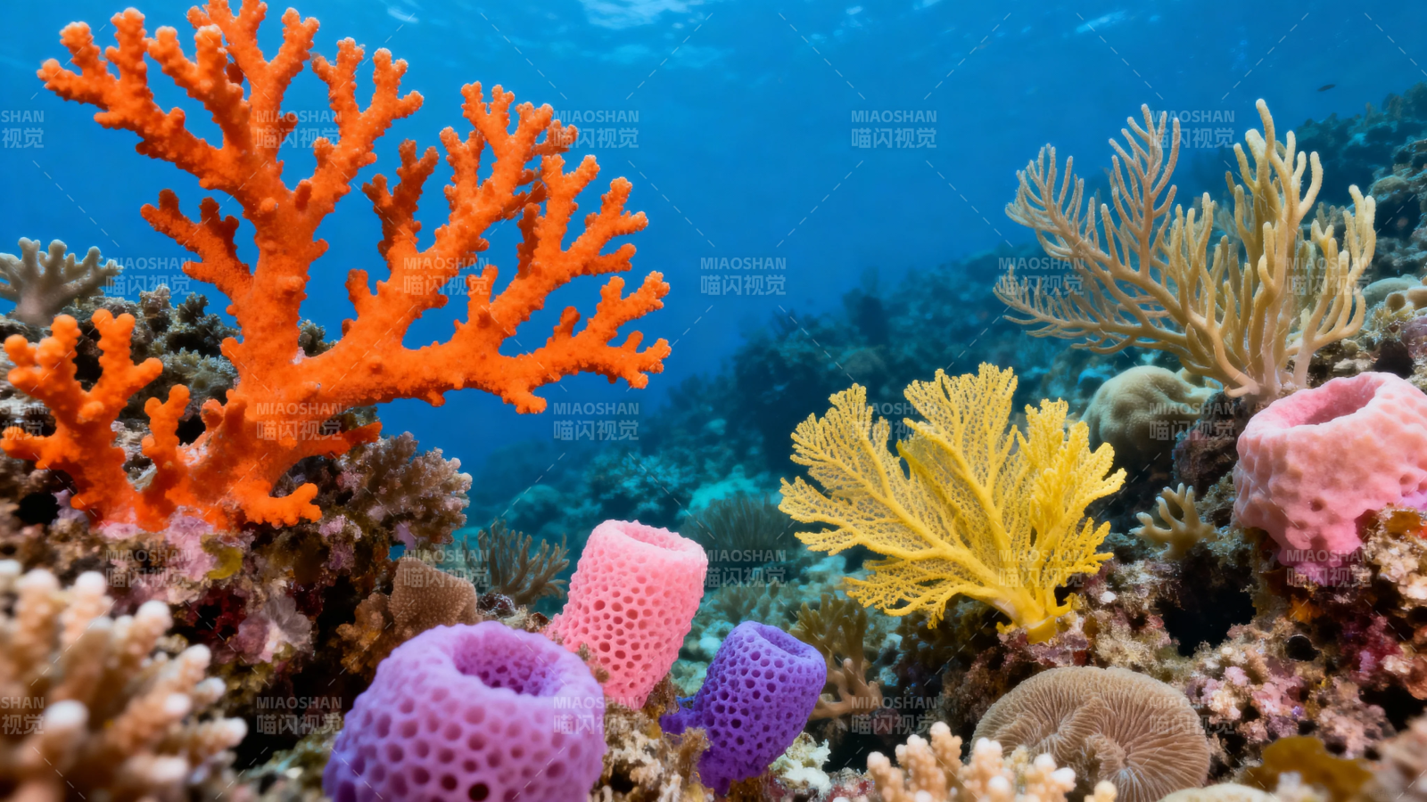 海底珊瑚花园 色彩斑斓图片