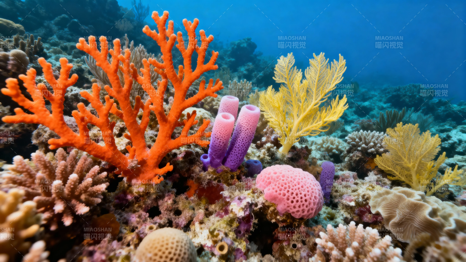海底珊瑚花园 色彩斑斓图片