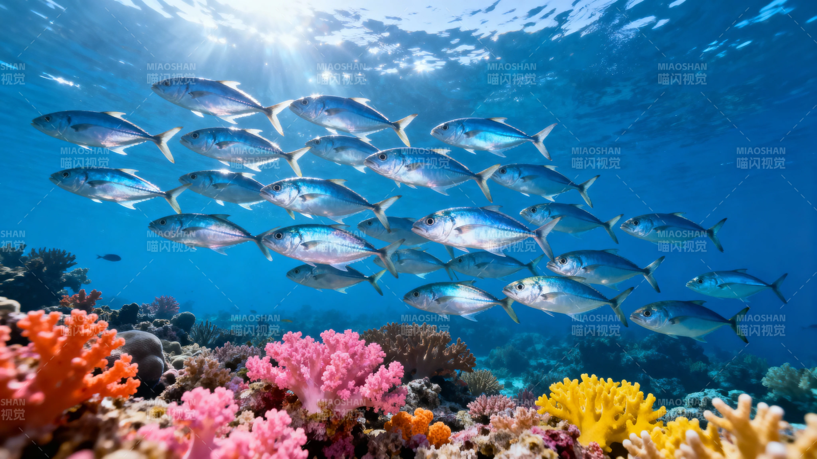 鱼群游弋珊瑚海图片
