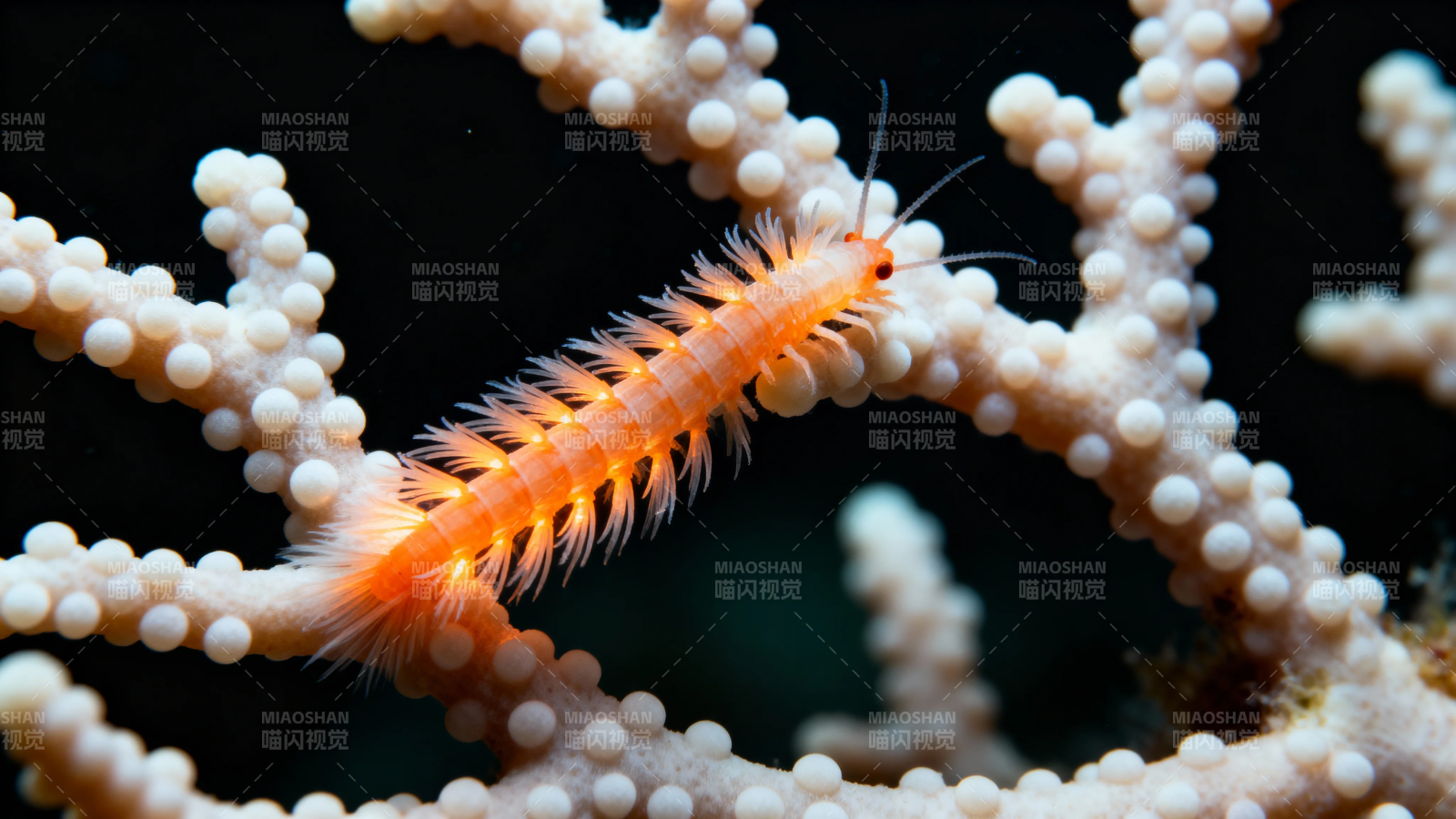 橙毛虫栖白珊瑚枝上图片