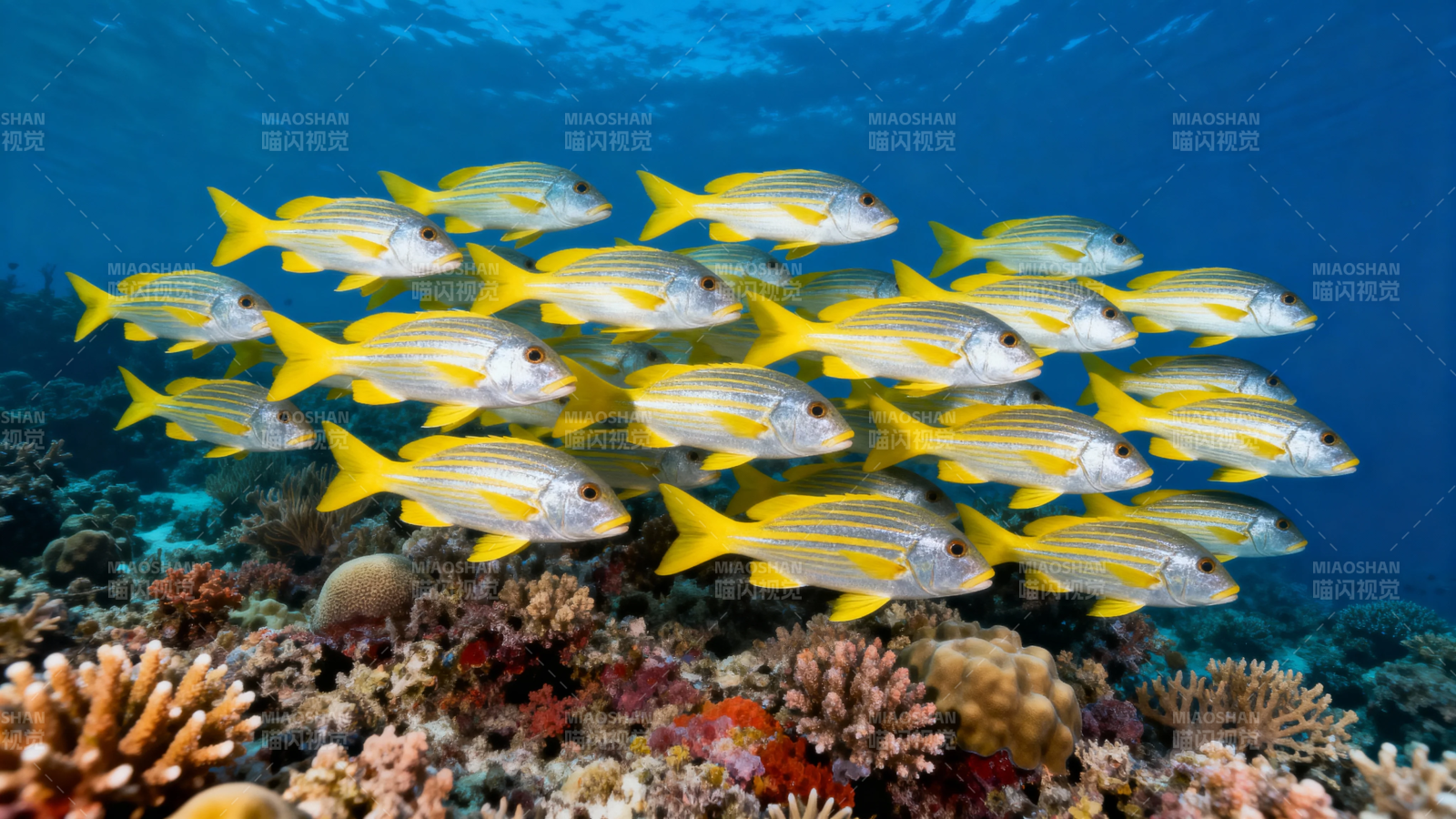 黄尾鱼群游弋珊瑚礁图片