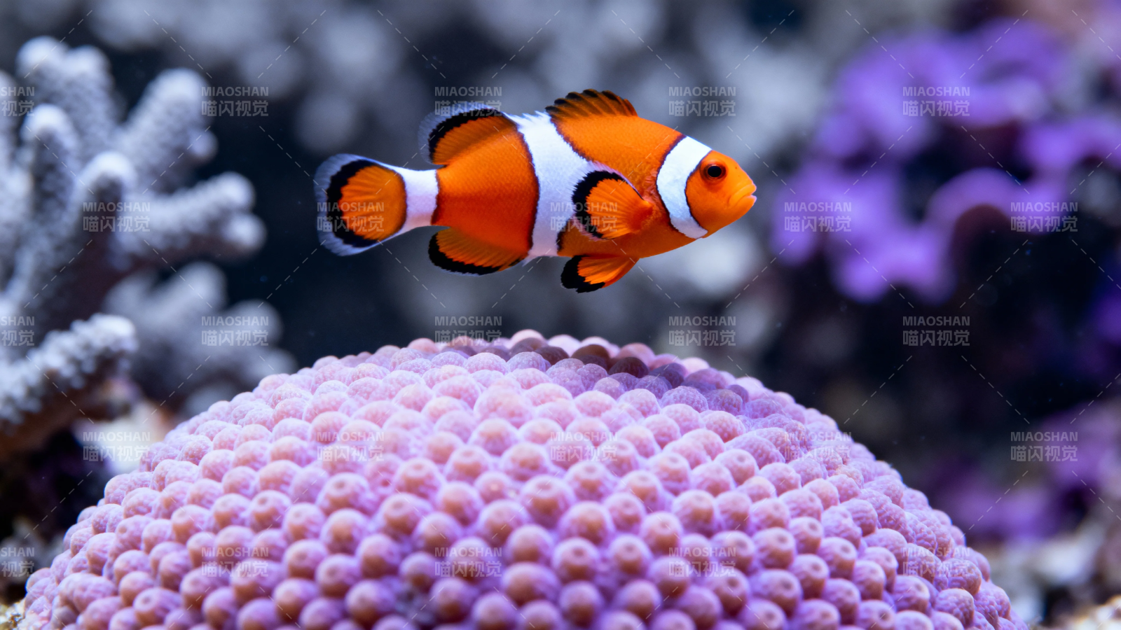 小丑鱼游弋紫珊瑚间图片