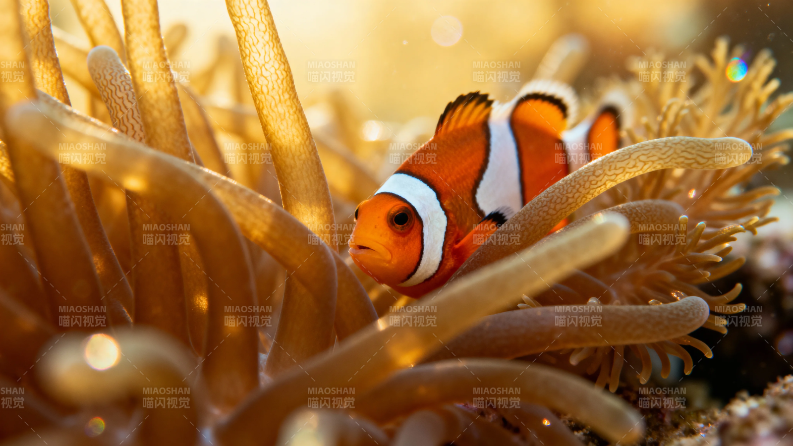 小丑鱼藏身海葵中图片
