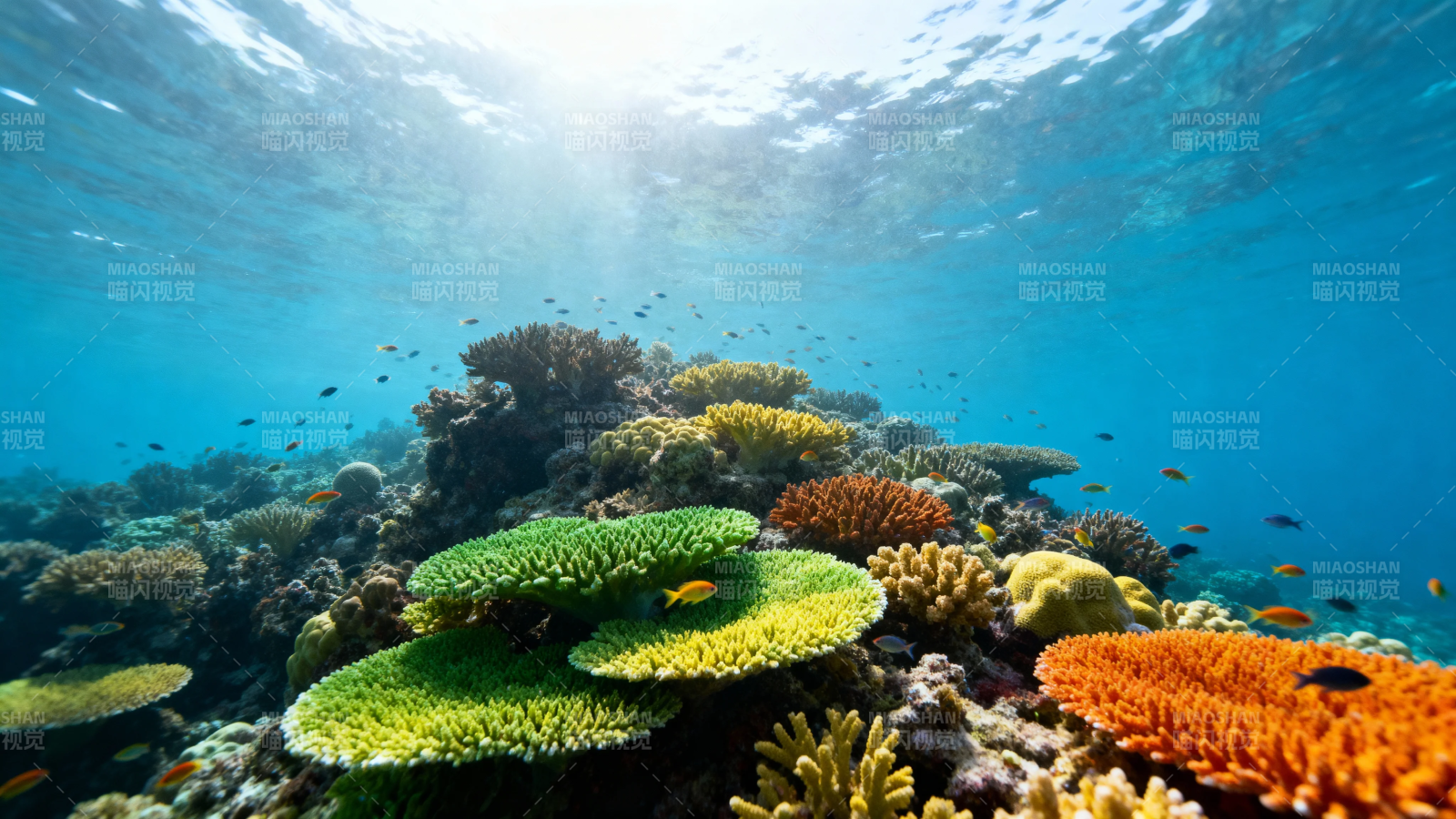 海底珊瑚花园 鱼群穿梭其中图片