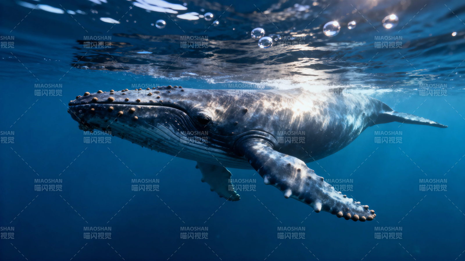 鲸游深海 光影斑驳图片